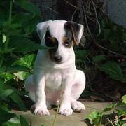 Jack Russell Terrier pup.jpg
