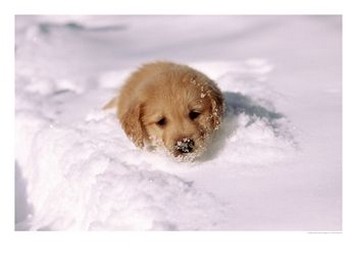 Golden Retriever-Puppy in snow.jpg
