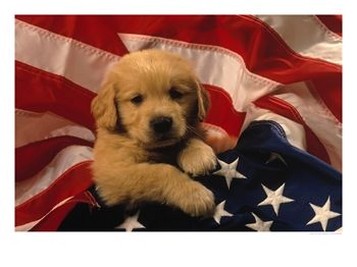 Golden Retriever Puppy.jpg
