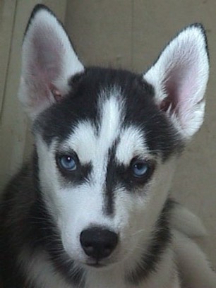 husky cross-breed puppy.jpg
