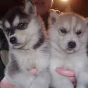 Siberian husky puppies.jpg
