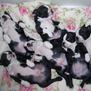 Puppies 154
