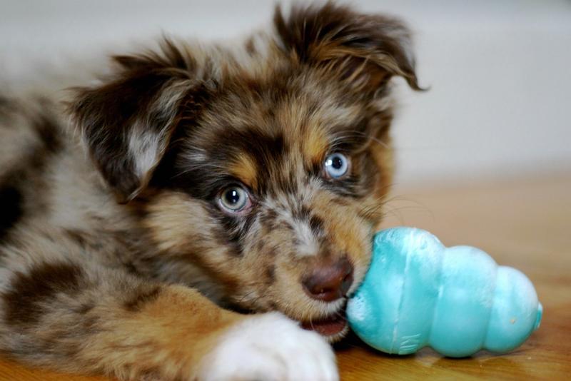 Australian Shepherd puppy playing with it toy'.jpg
