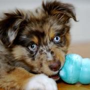 Australian Shepherd puppy playing with it toy'.jpg
