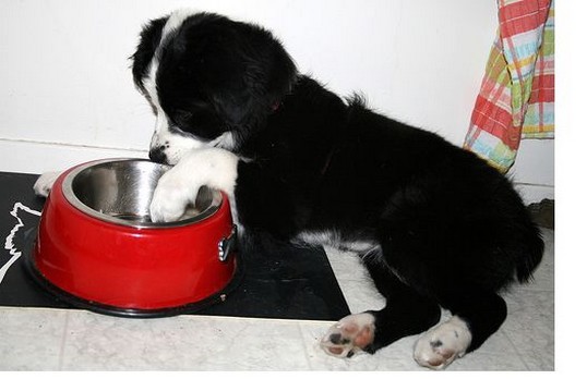 a Australian Shepherd puppy is hungry and wants some food in its food bowl.jpg
