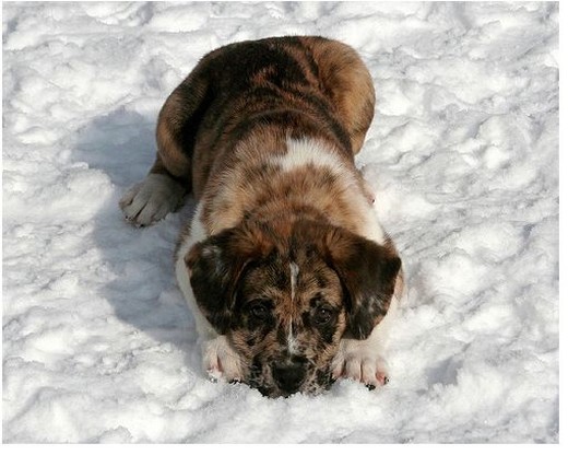 a well behaving Australian Shepherd puppy on the snow.jpg
