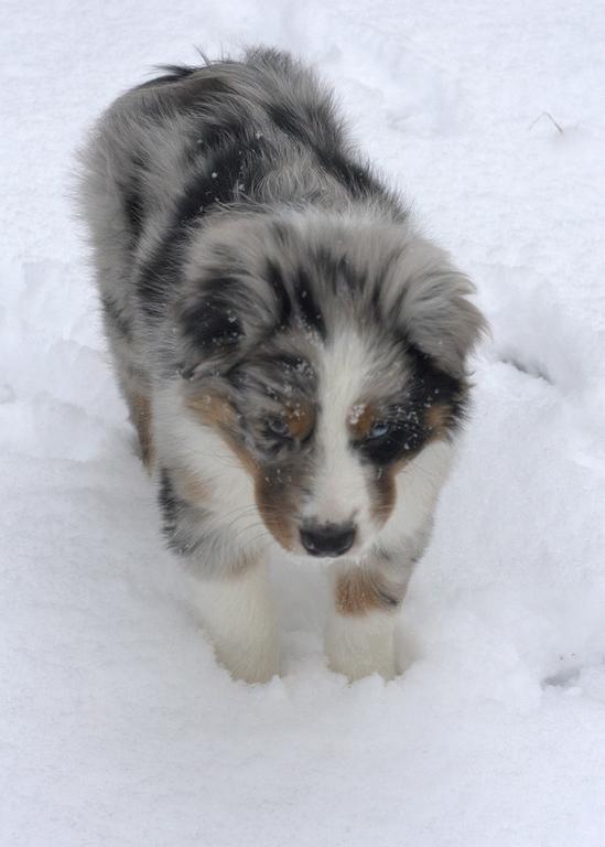 Australian Shepherd puppy in cold snow.jpg
