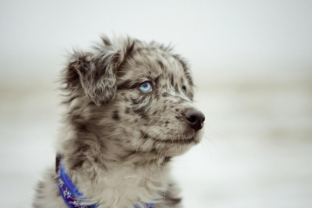 australian shepherd puppy in white and black with beautiful blue eyes.jpg
