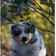 Australian Shepherd puppy pic.jpg
