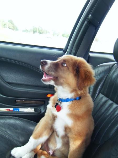Australian Shepherd puppy sitting in the back seat of a car.jpg
