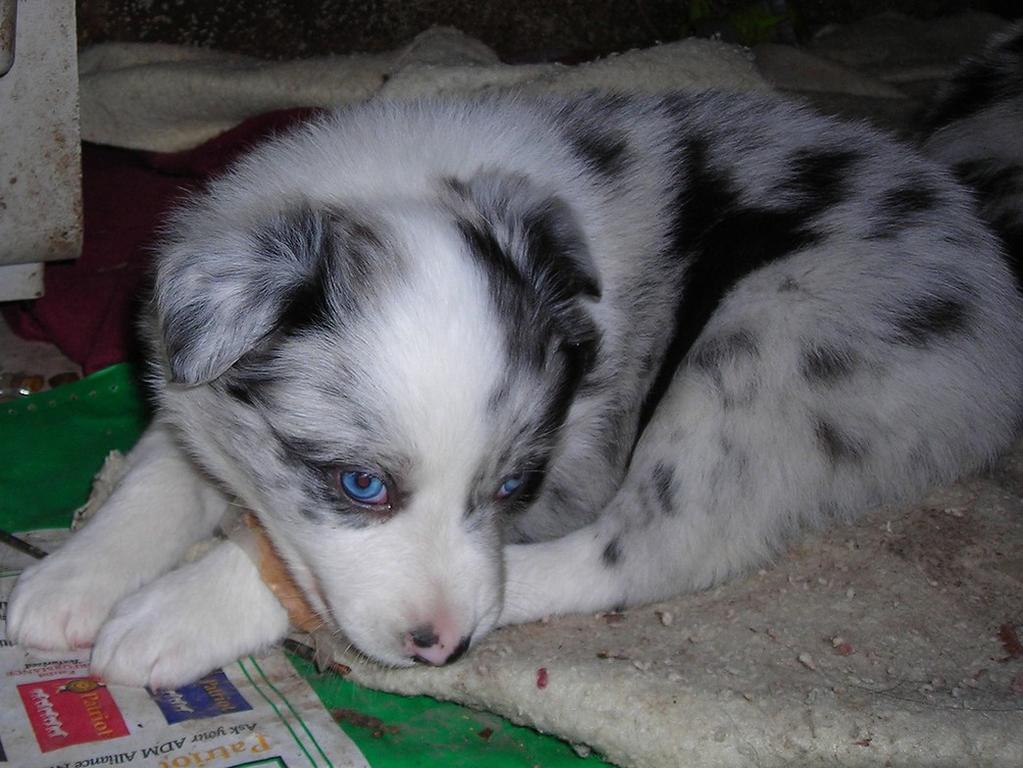 Australian Shepherd puppy with the most crystal blue eyes ever.jpg

