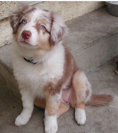 beautiful dog_Australian Shepherd puppy.jpg
