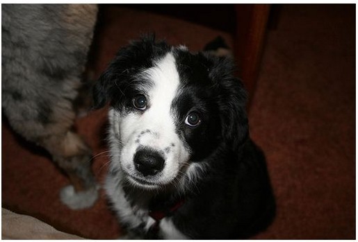 black and white Australian Shepherd pup looking up to the camera.jpg
