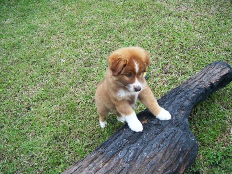 cute australian shepherd puppy picture.jpg
