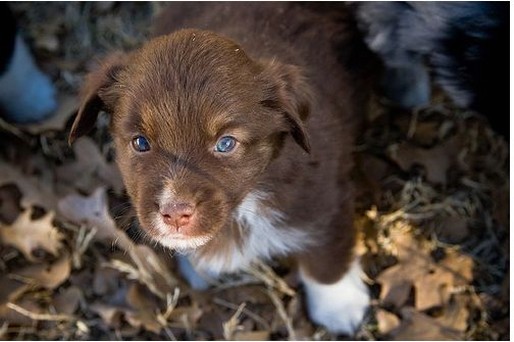 Arkæologi hjul Høre fra cute brown Australian Shepherd puppy in nature.jpg