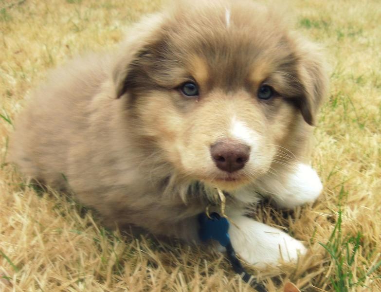 cute miniature australian shepherd puppy pic.jpg
