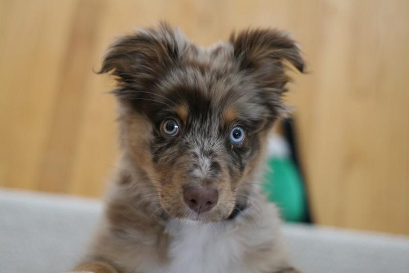 cute puppy photo of a Australian Shepherd dog.jpg
