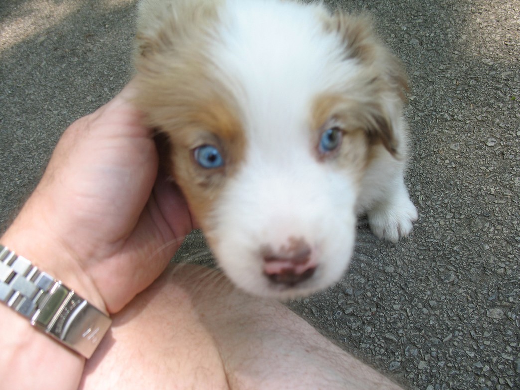 cute small Australian Shepherd puppy with beautiful blue eyes.jpg
