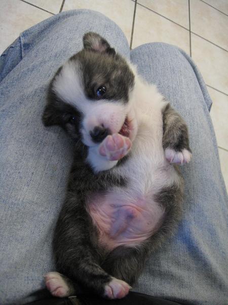 image of a new born Australian Shepherd puppy.jpg

