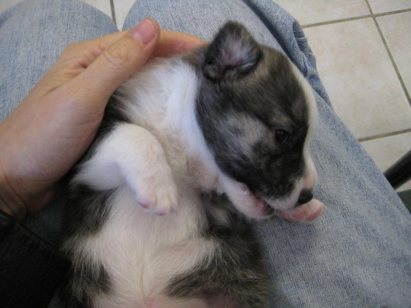 image of a very young Australian Shepherd pup.jpg
