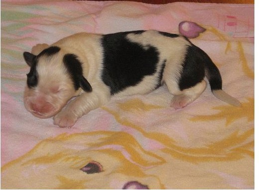 newborn Australian Shepherd puppy.jpg
