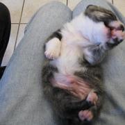 newborn Australian Shepherd puppy picture.jpg
