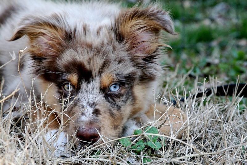 picture of Australian Shepherd puppy face close up.jpg

