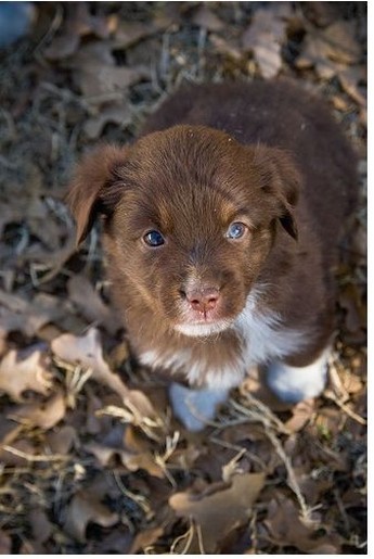 picture of brown Australian Shepherd puppy.jpg
