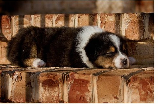 young cute Australian Shepherd puppy taking a sun bath while sleeping.jpg
