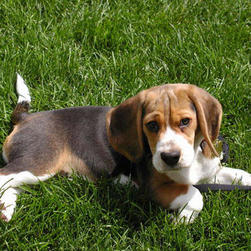 beagle big pup on the grass.jpg
