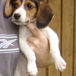 Beagle Puppies

