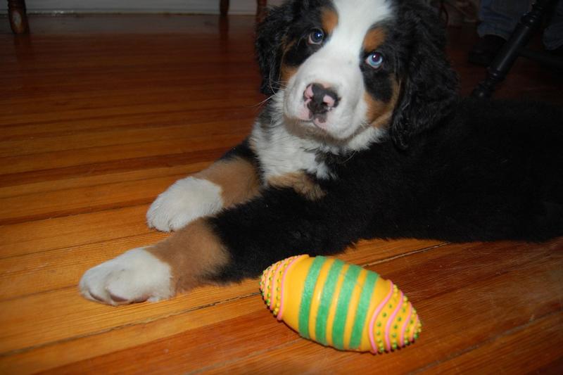 a bernese mountain puppy with a cute look at the camera.jpg
