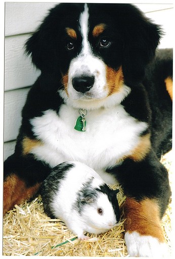 beautiful Bernese Mountain puppy with a hamster.jpg
