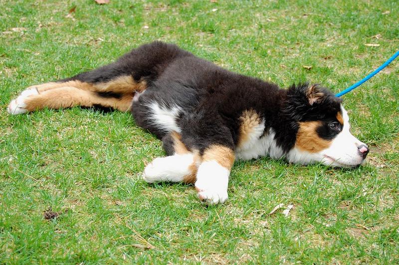 bernese adorable puppy picture - Copy.jpg

