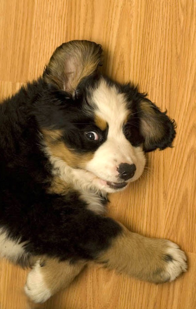 Bernese Mountain pup picture.jpg
