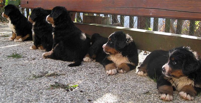 Bernese Mountain puppies picture.jpg

