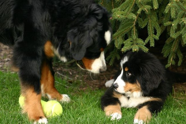 Bernese Mountain puppies playing in the garden.jpg
