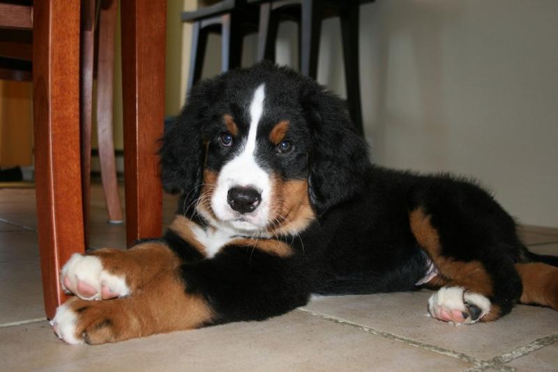 Bernese Mountain puppy images.jpg

