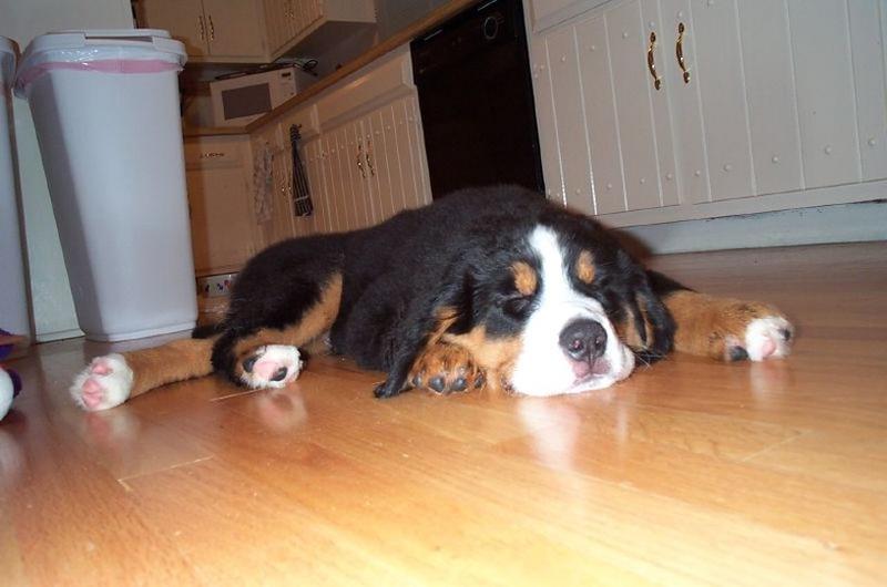 Bernese Mountain puppy in deep sleep - Copy.jpg
