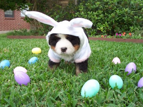Bernese Mountain puppy in easter custome - Copy.jpg
