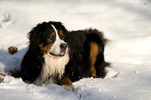 Bernese Mountain puppy in snow.jpg

