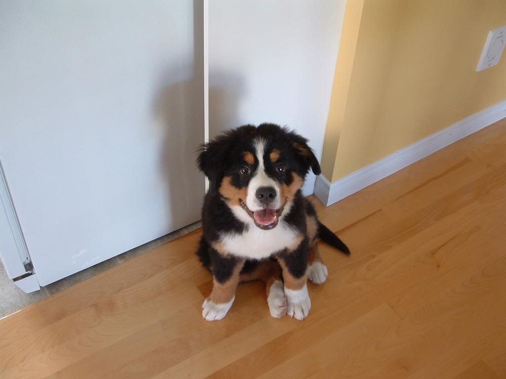 Bernese Mountain puppy looking cute up to the camera - Copy.jpg
