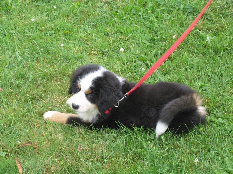 Bernese Mountain puppy on the grass - Copy.jpg
