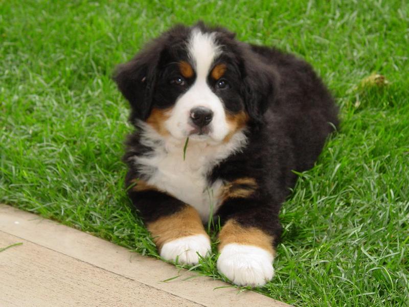 bernese mountain puppy picture.jpg
