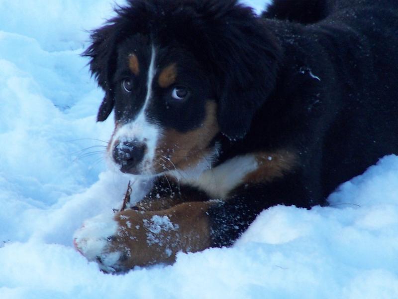 Bernese Mountain Puppy Playing In Snow Copy Hi Res 720p Hd