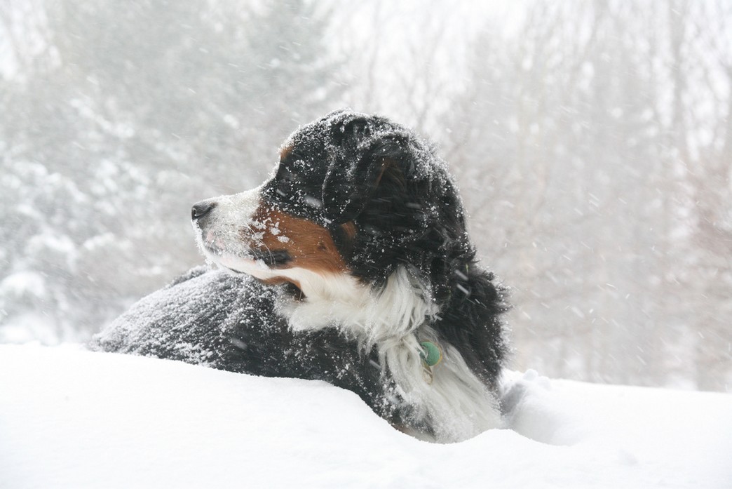 Bernese Mountain puppy playing in snow picture.jpg
