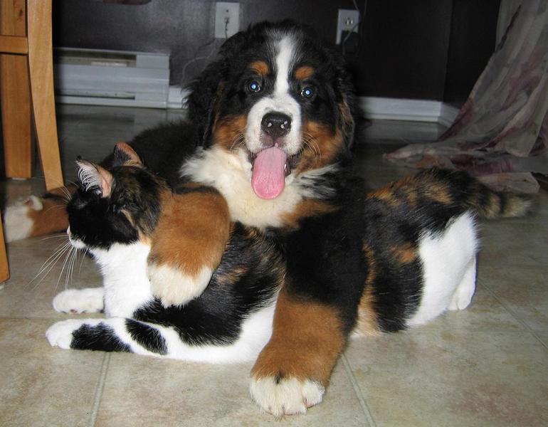 Bernese Mountain puppy playing with its friend cat.jpg
