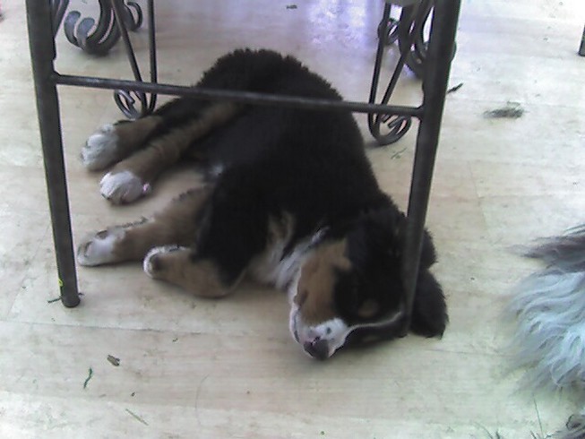 Bernese Mountain puppy sleeping under a chair.jpg
