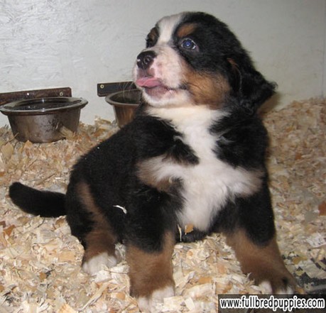 Bernese Mountain puppy sticking out its tough.jpg
