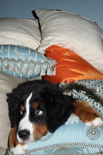 Bernese Mountain puppy surrounding with pillows on bed.jpg

